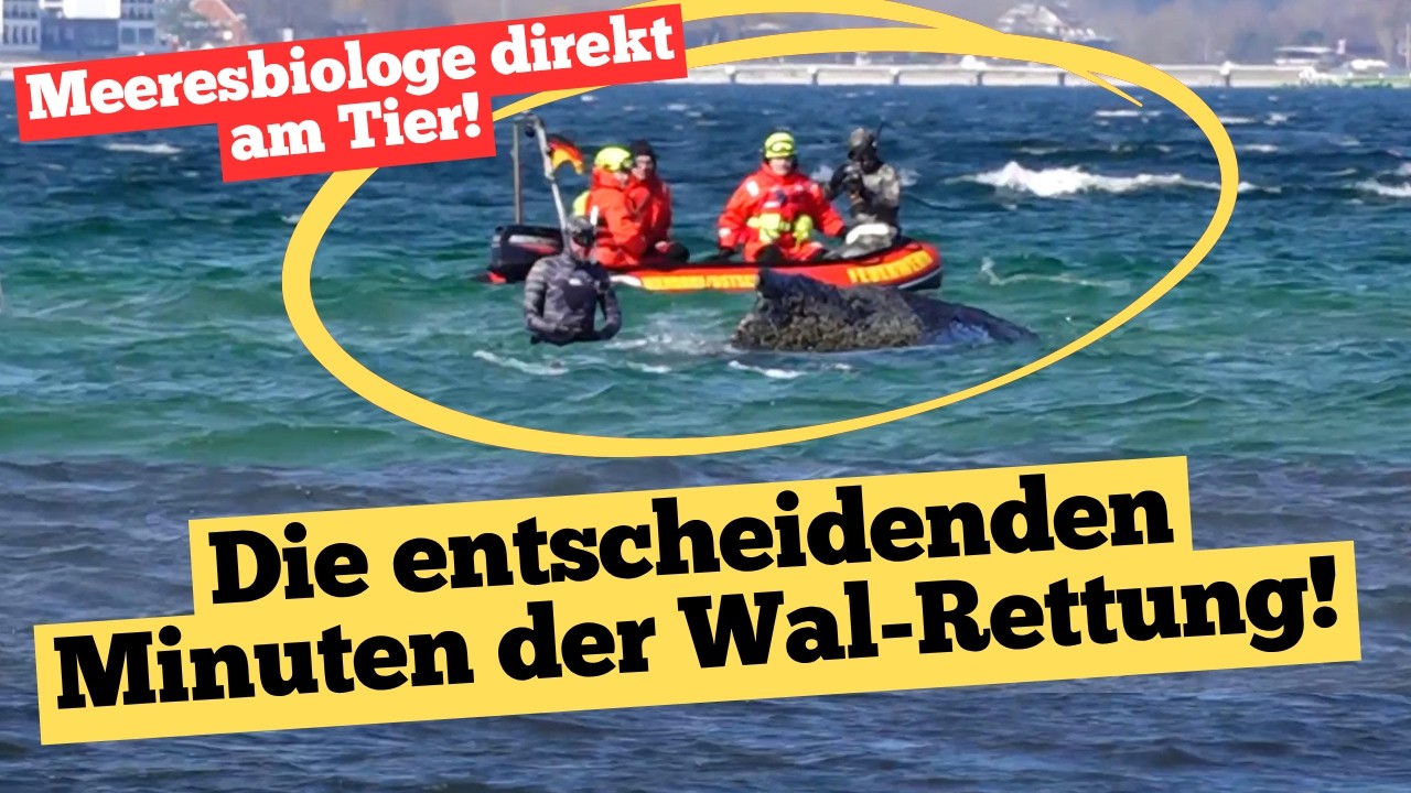 Entscheidende Minuten der #Wal-Rettung: Hier arbeitet #Meeresbiologe @MissionErde direkt am Tier!