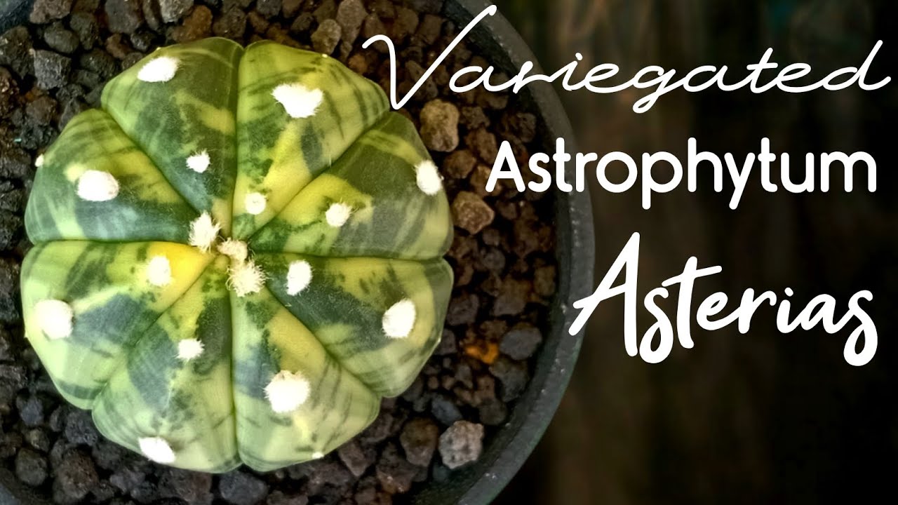 Astrophytum Asterias Collection: 