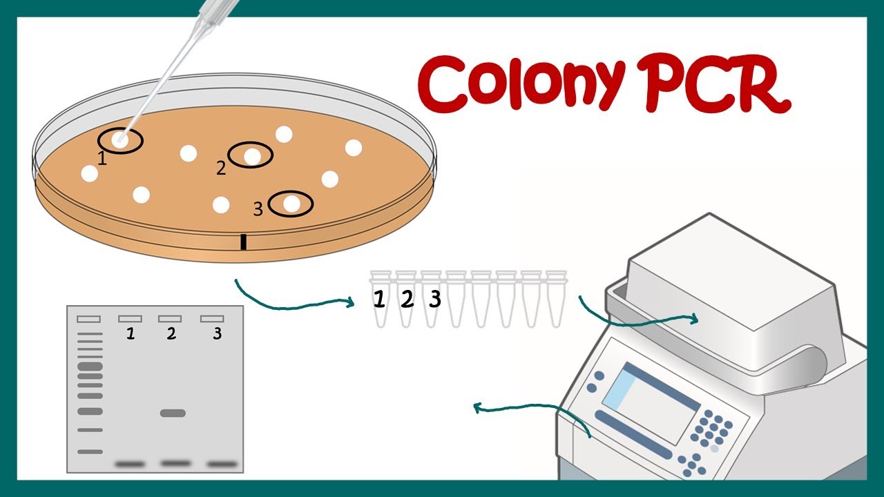 colony PCR