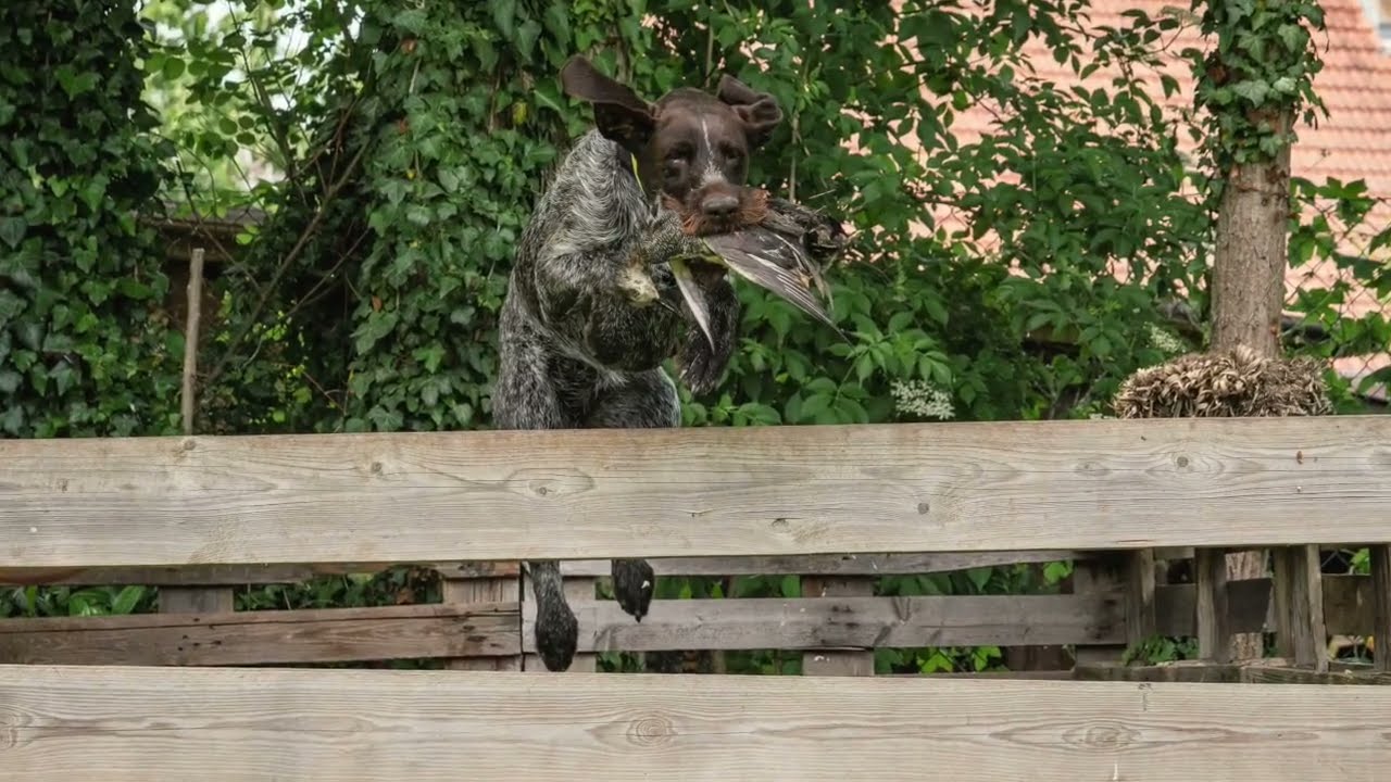 Zu Besuch bei Deutsch Drahthaar Zwinger vom Fremersberg