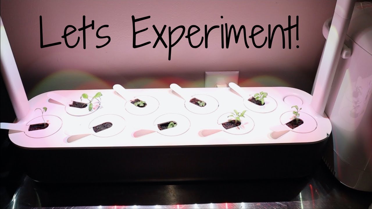 Click & Grow Experiment