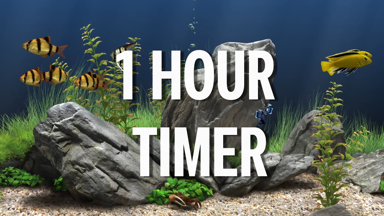 1 Hour Timer Aquarium