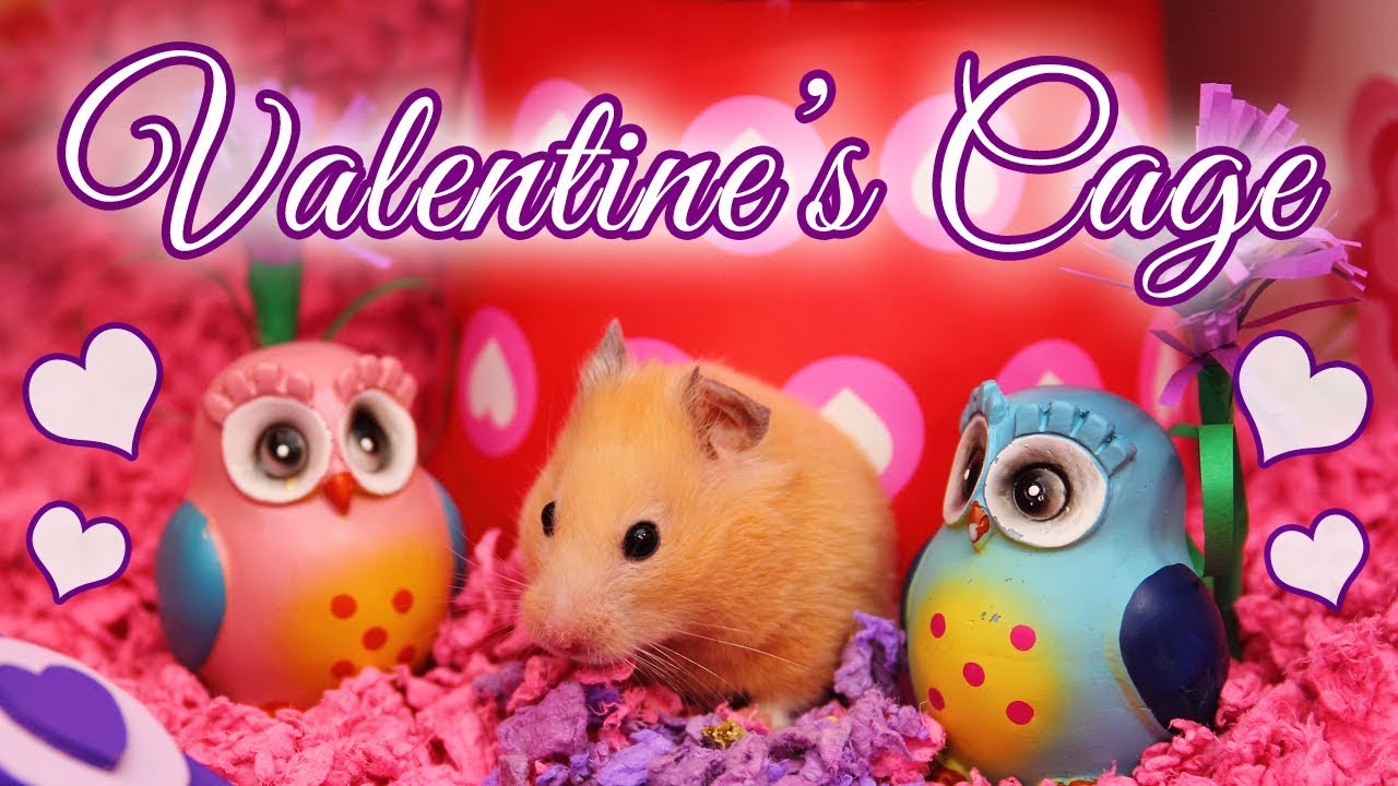 💗 Kashi's VALENTINE'S DAY Hamster Cage Theme!
