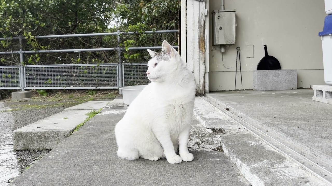 海空展望台の休息所にいた寄り目のキジシロ猫さん03