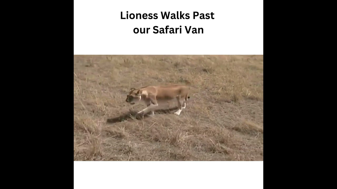Terror as Lioness Walks Past Safari Van - Serengeti National Park