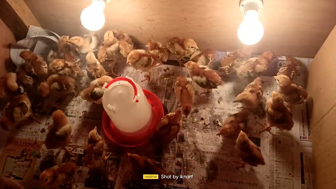 #heritage chicken RIR                                #day old
