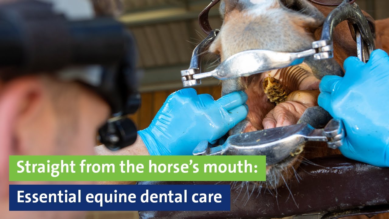 Webinar: Straight from the horse’s mouth: Essential equine dental care