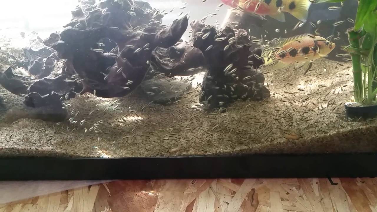 Whiplash parents.  F1 Hemichromis Fasciatus and Hemichromis elongatus male.