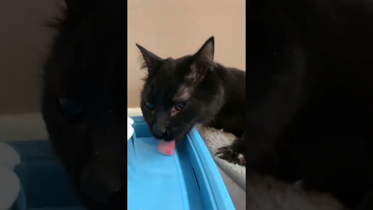 A DAY IN THE LIFE WITH A WOBBLY CAT!