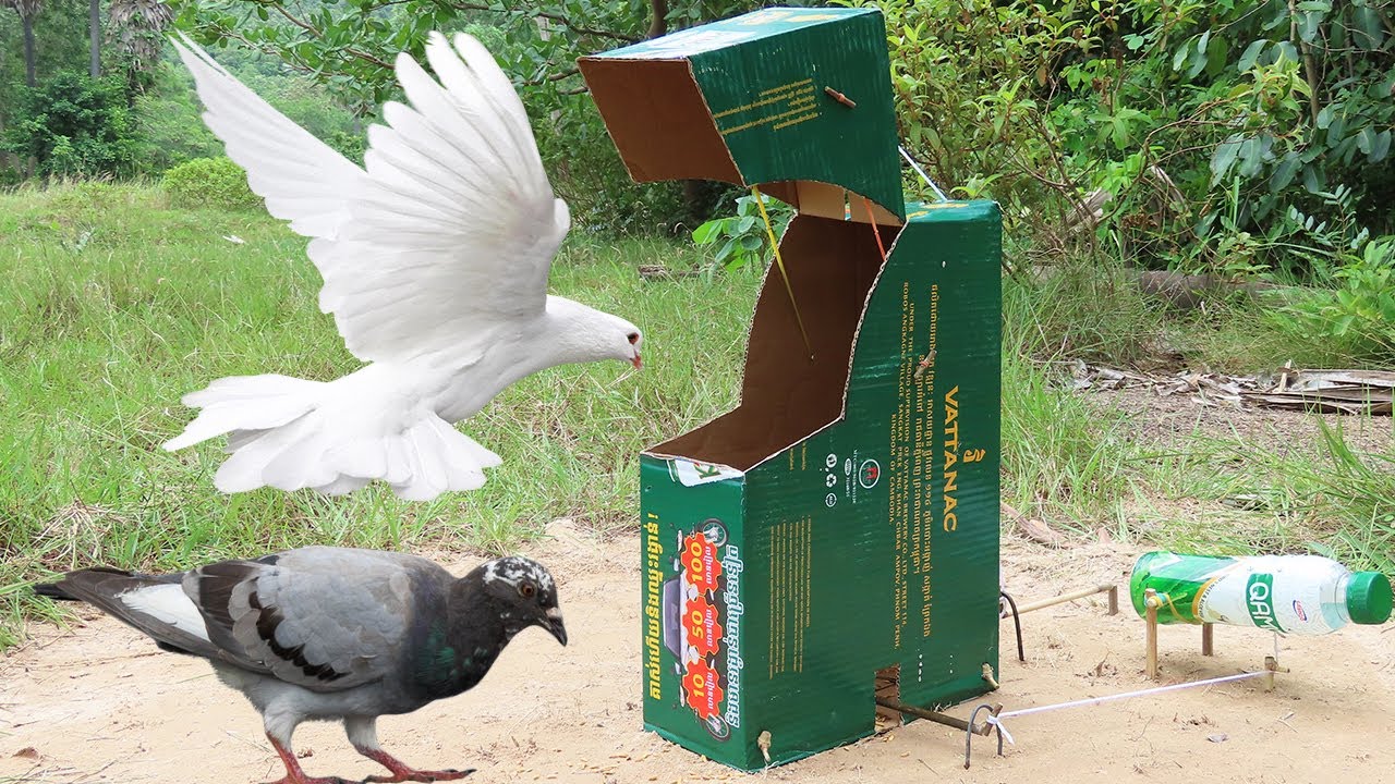 Creative bird trap by using cardboard box and bottle - Simple quick pigeon trap