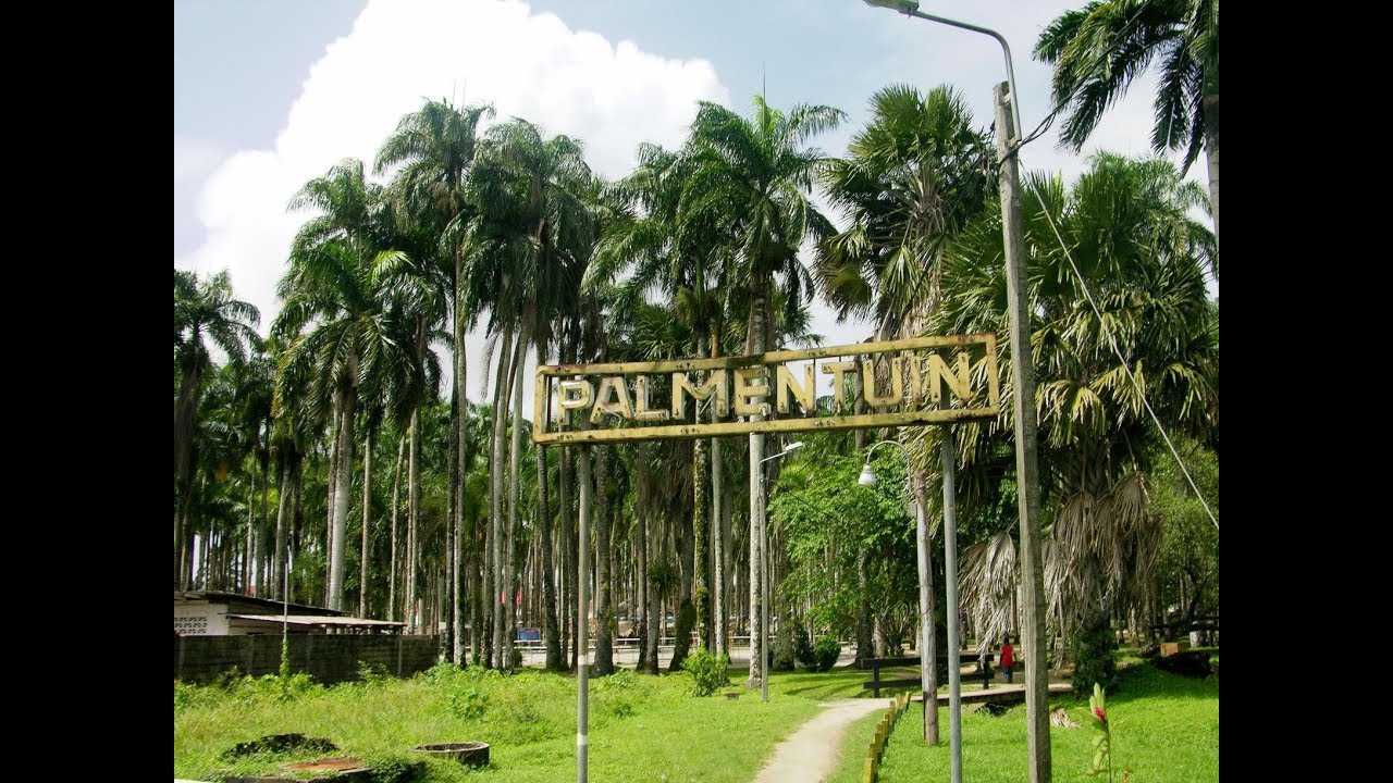 Palmentuin Suriname I Culturu.com