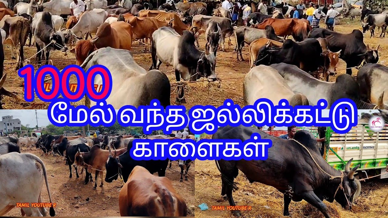 குறைந்த விலையில் ஜல்லிக்கட்டு காளை விற்பனைக்கு|பக்ரீத்காளை#மணப்பாறை மாட்டுச்சந்தை#bull #viral #cow