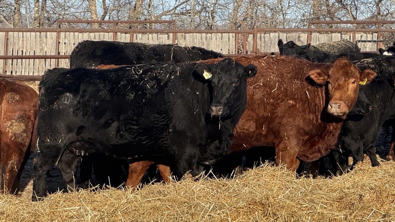 Aaron Olson - 1600# Cows - 38 Head (Rimbey, AB)