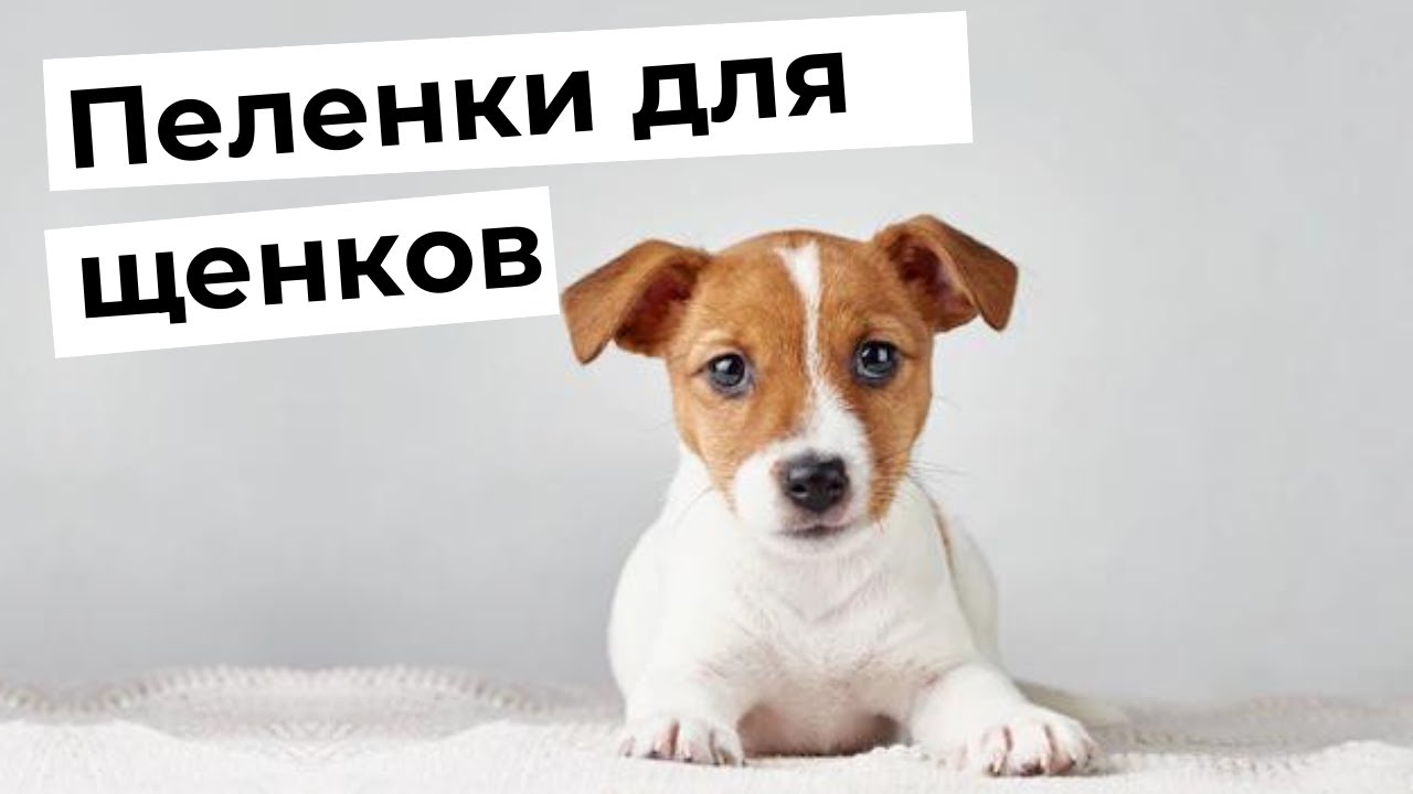 Пеленки для щенка: отличие , как сэкономить
