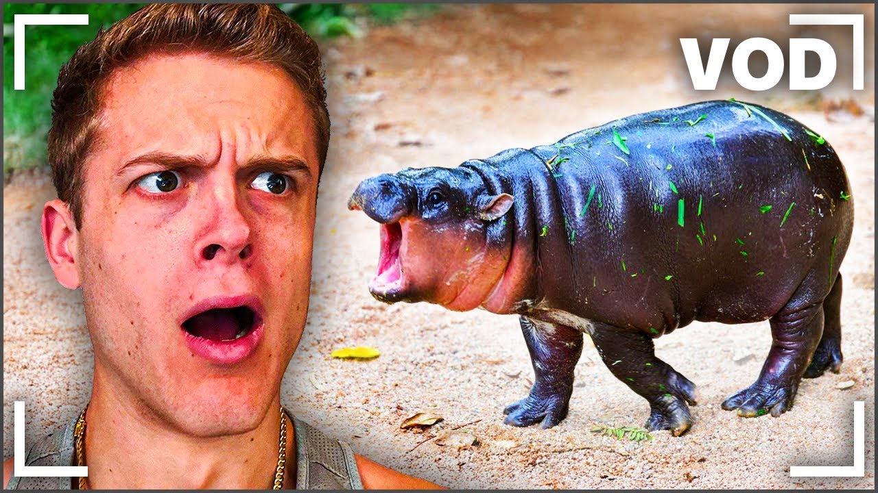Joe Bartolozzi | Reacts Day #349