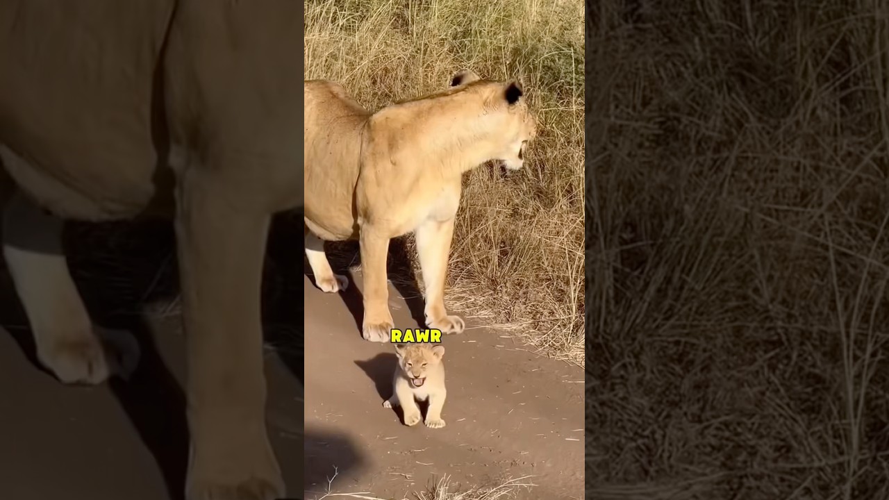 Best Animal Voiceovers 🦁