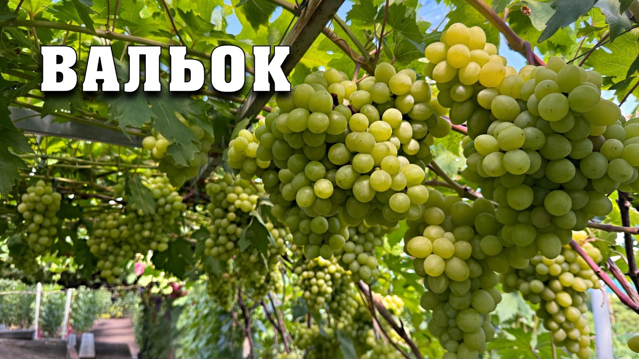 Вальок - давно перевірена гібридна форма. Дуже урожайна та зі смаком дюшесу