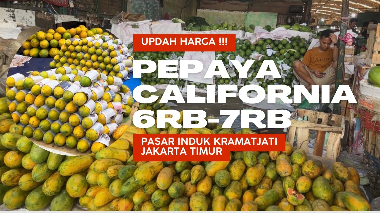 UPDATE HARGA PEPAYA CALIFORNIA 6-7rb Di pasar induk kramatjati Jkrta timur