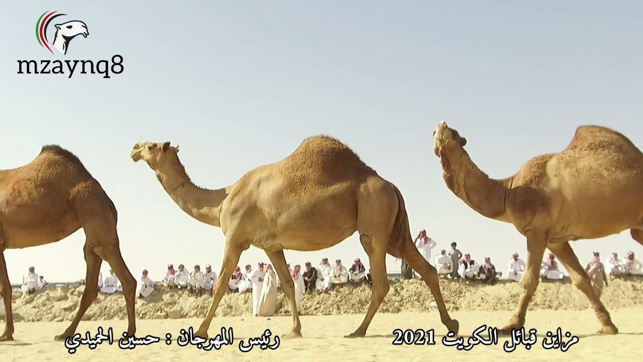 مزاين قبائل الكويت شوط الشعل 2021/11/18  تصوير وإخراج حسين الحميدي