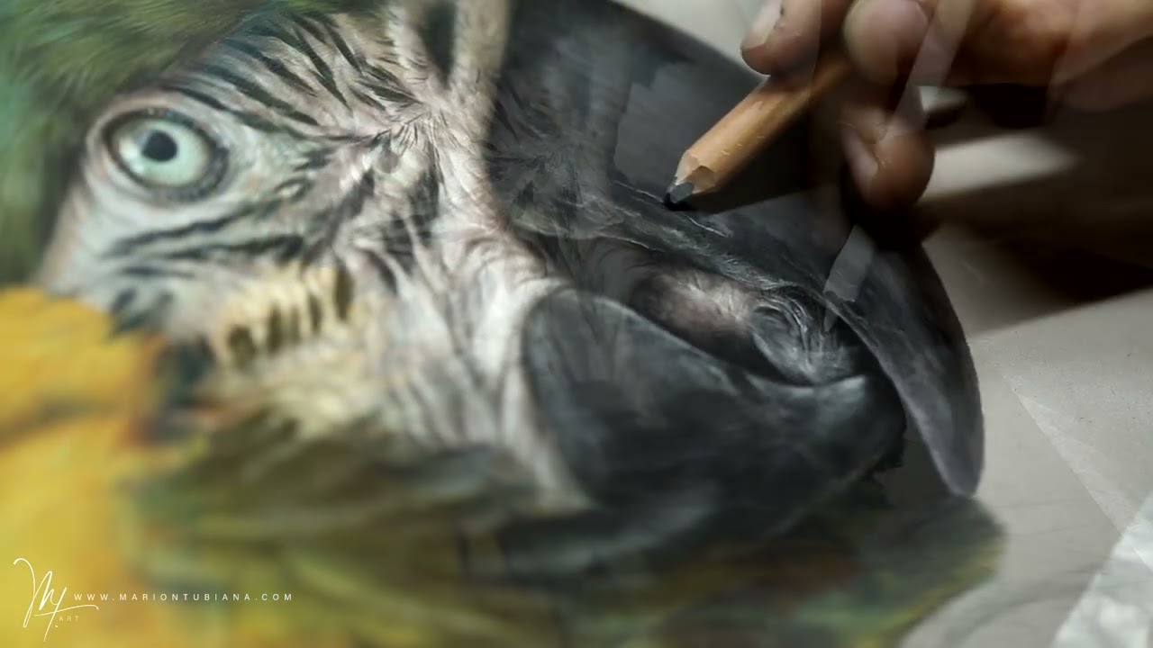 Ara Ararauna aux pastels par Marion Tubiana