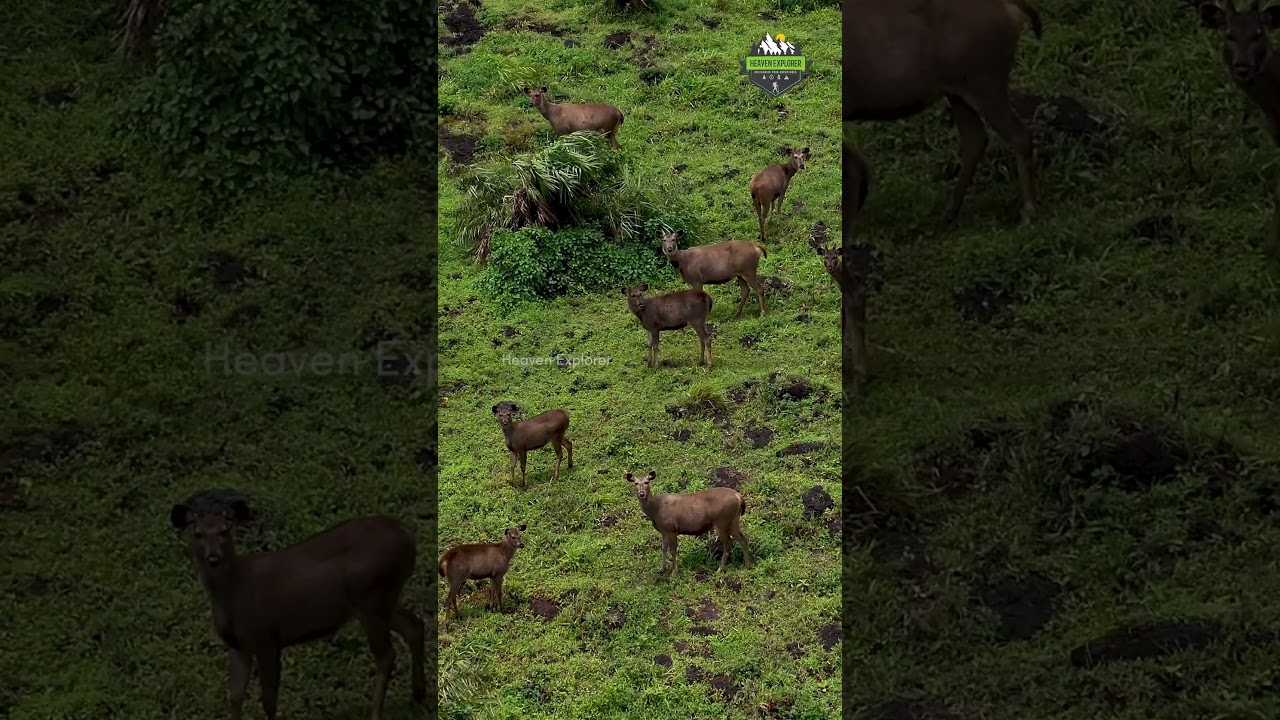 Chikmagalur😍⛰