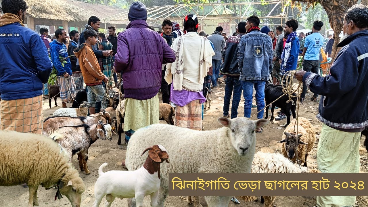 ব্লাক বেঙ্গল ছাগল উঠেছিল হাটে। খামার উপযোগী ছাগল ভেড়ার বড় বাজার। ঝিনাইগাতি ছাগলের হাট ২০২৪