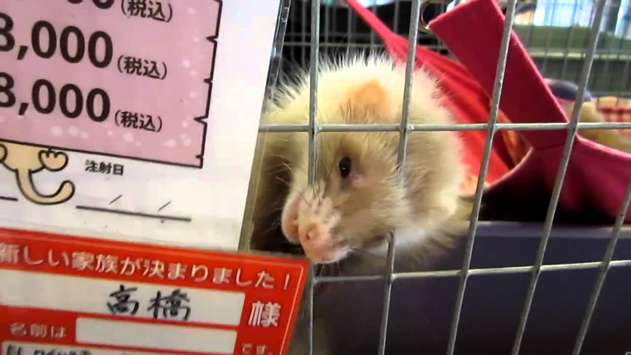 Angora Ferrets Ferret World Tokyo Bay