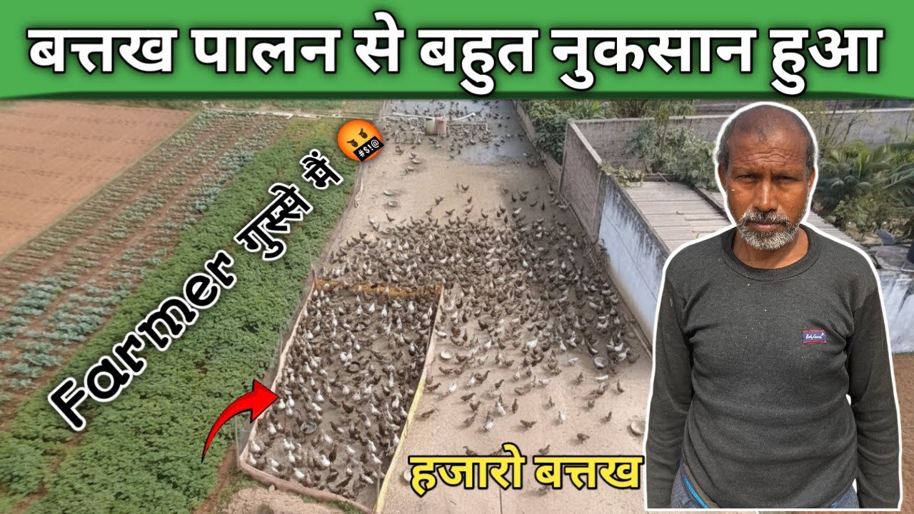 बत्तख पालन से बहुत नुकसान हुआ ! Duck farm in Ranchi Jharkhand #duckfarming