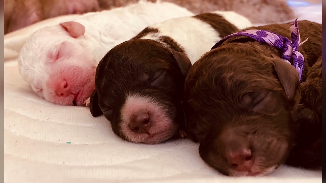 Lagotto Romagnolo / natürliche Geburt von wundervollen Welpen