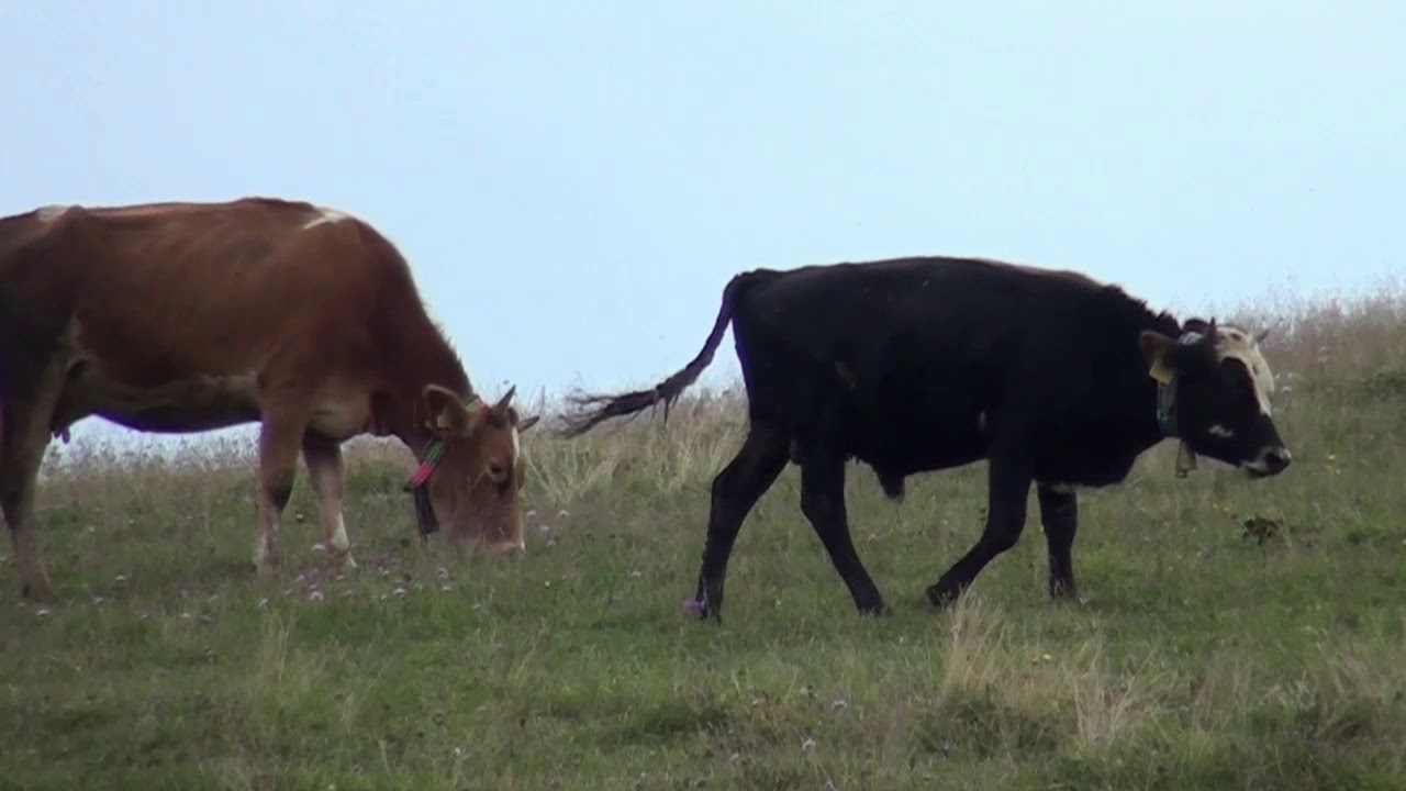 MAÇKA GALYAN 2019 AMBARI YAYLA ŞENLİĞİ  ( COŞKUN İŞÇİ )