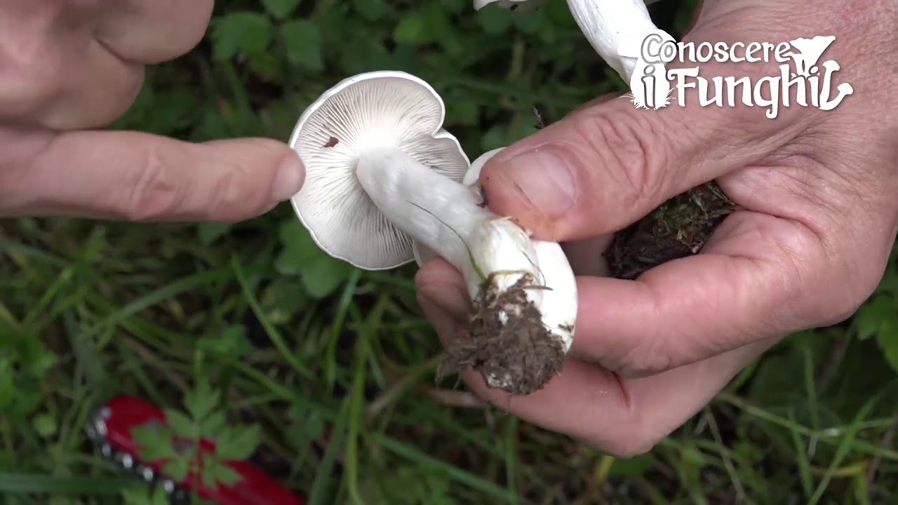 Conoscere i Funghi - Clitocybe connata