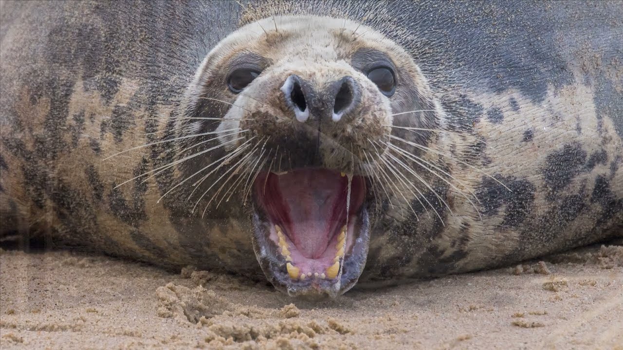 Seals of Horsey Gap and Winterton Beach