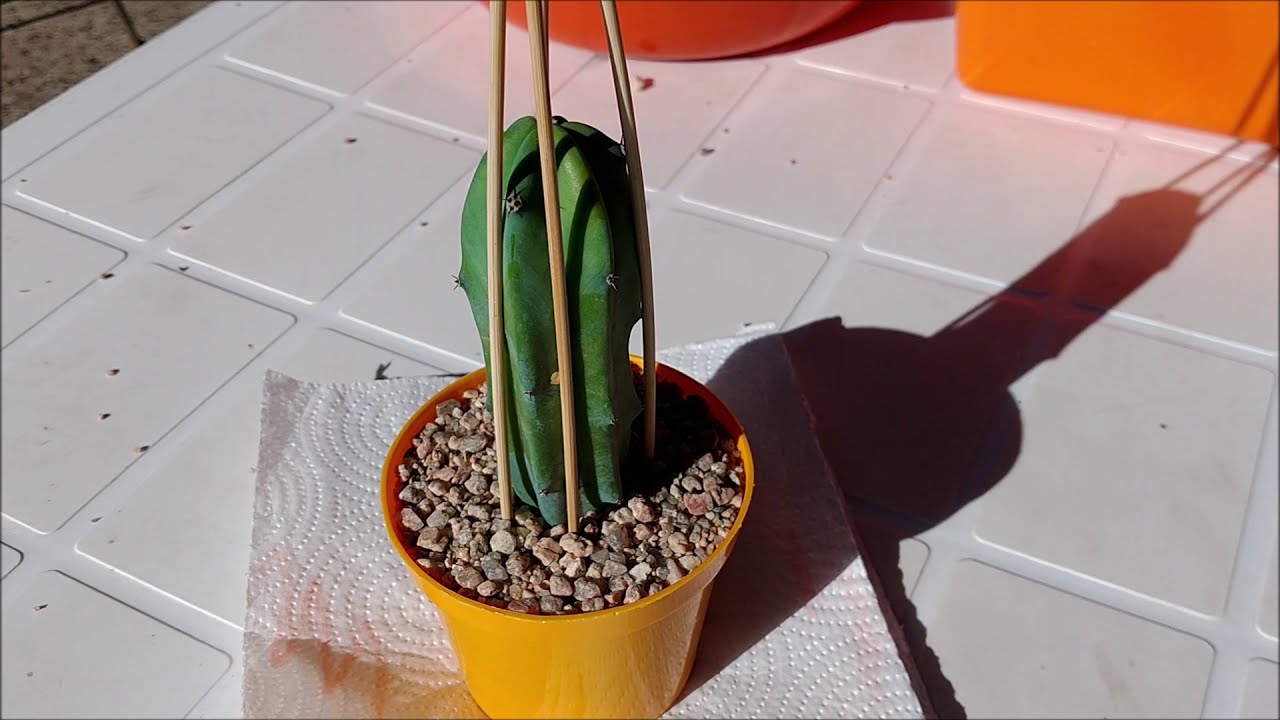 Cómo salvo mí cactus?