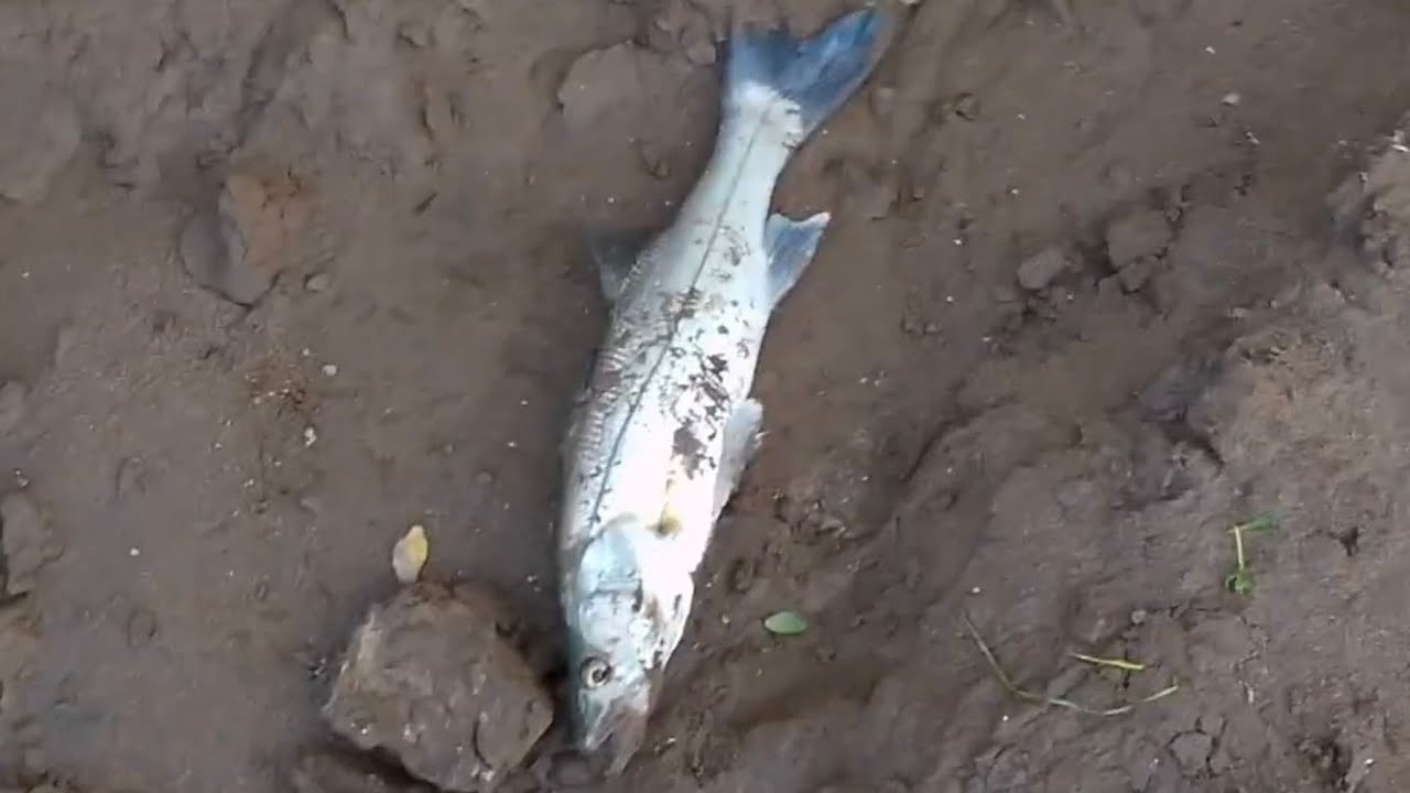 Buena tarde de pesca en el Rio Santiago, sale un Robalito. 
