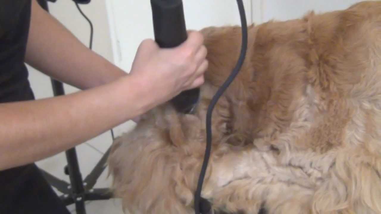 Tosa Cocker Spaniel Inglês - Rede Unipet