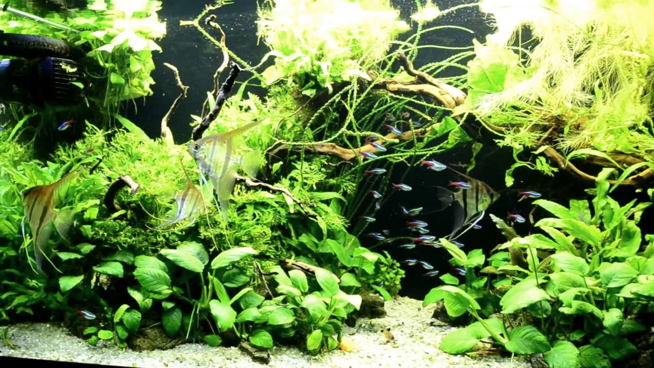 Скалярія Санта-Ізабель. Акваріум 450л литров. Angelfish.Tank 450 l