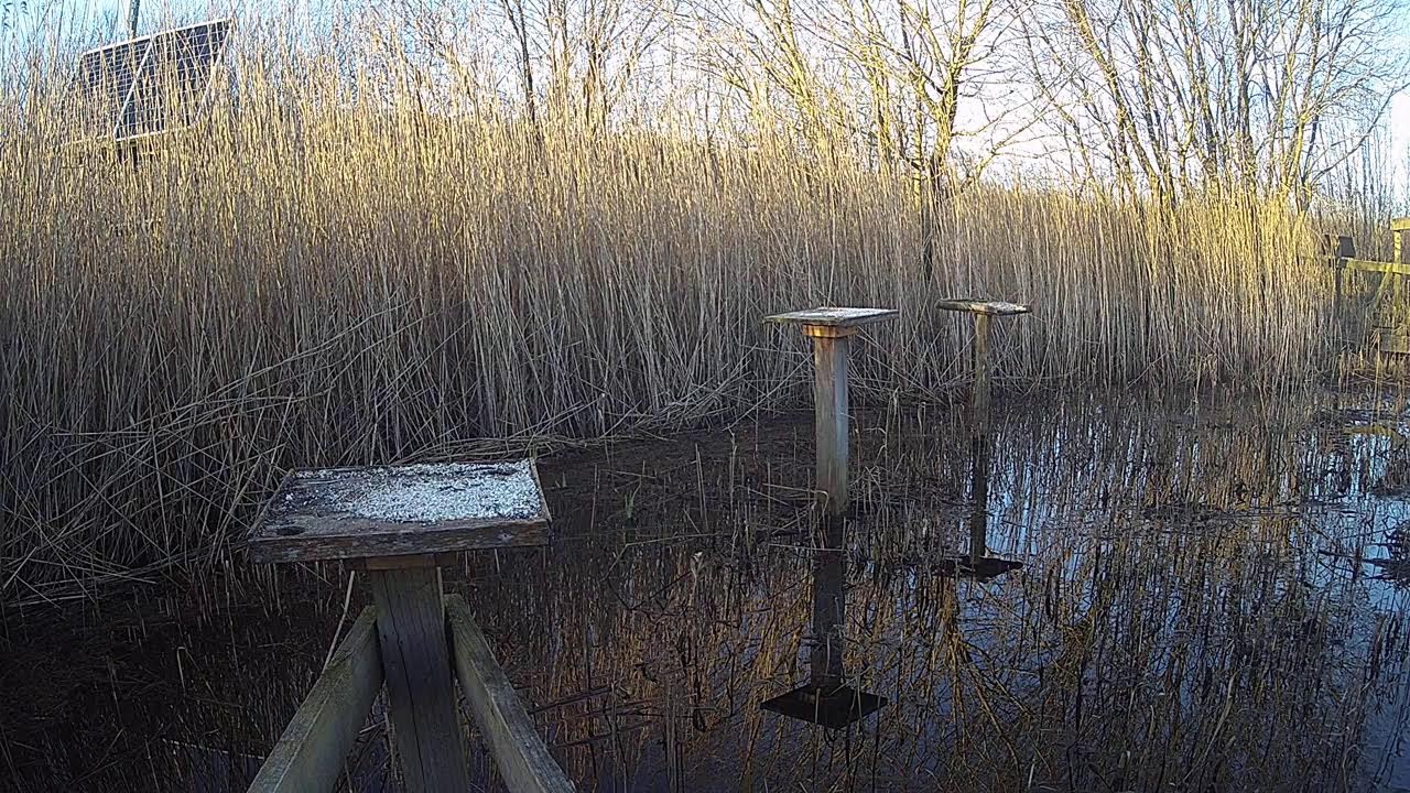 RSPB Leighton Moss Grit Trays Live Stream