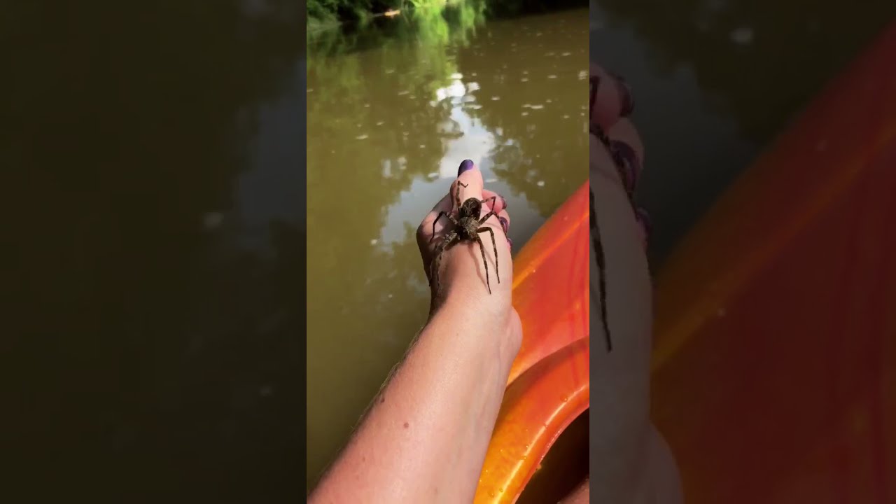 Girl Handles a Huge Fishing Spider While Kayaking