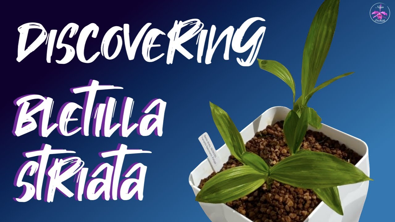 WHAT is in the pot? Learning about Bletilla striata together #CareCollab #ninjaorchids