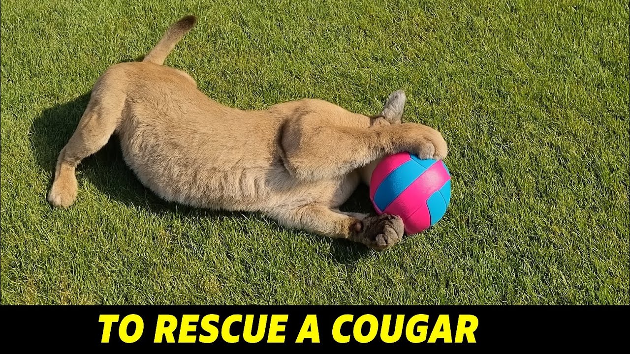 Man Jumps Into Frozen Pool to Save a Cougar 😲