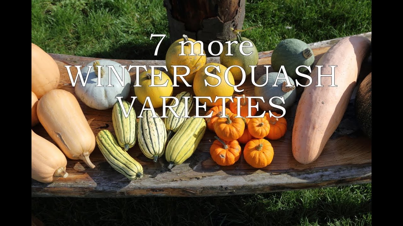 7 more winter squash varieties