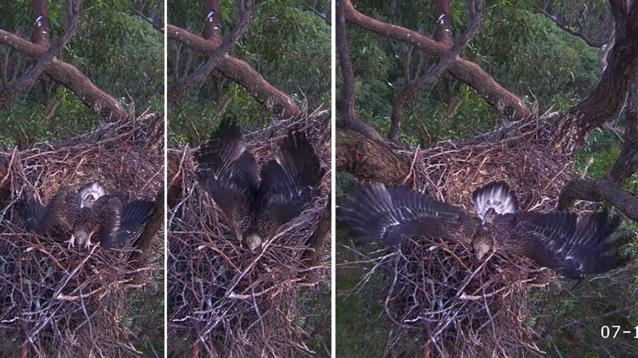 Sydney WB Sea Eagles🦅SE36 FLEDGES✈️ Follows SE35 to Dad's Perch🌲 and Back Again🎉 2025 Nov 7