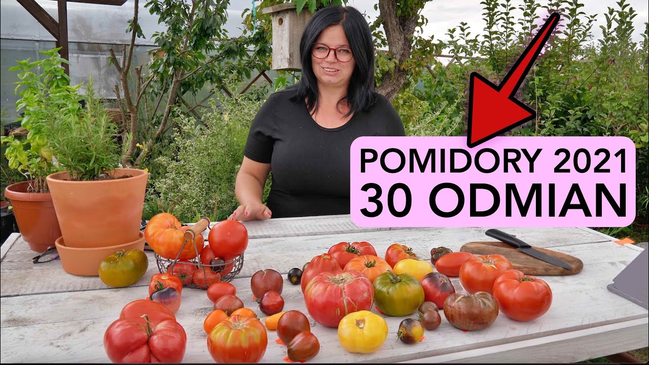 30 0DMIAN POMIDORÓW 2021. POMIDORY ROSYJSKIE. UPRAWA POMIDORÓW. Kasia in pomidory 2021.