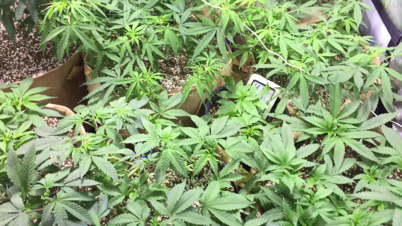 Defoliation/Tie-down preparation to flush