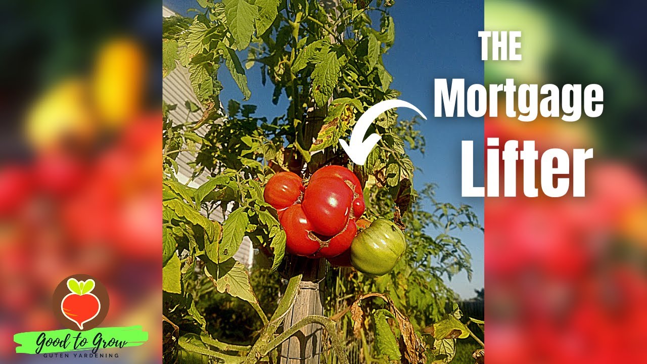 MONSTER Tomatoes! Our Biggest Tomato Harvest Yet