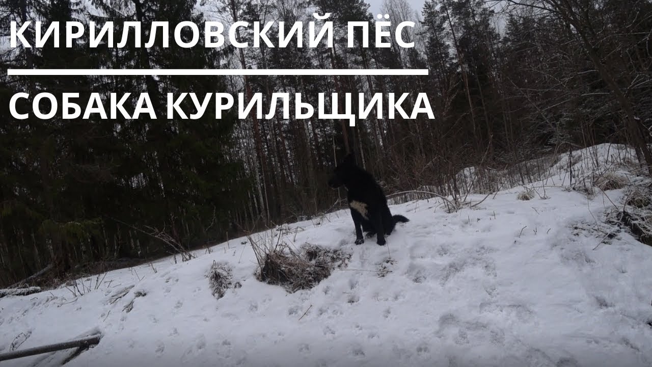 КИРИЛЛОВСКИЙ ПЁС