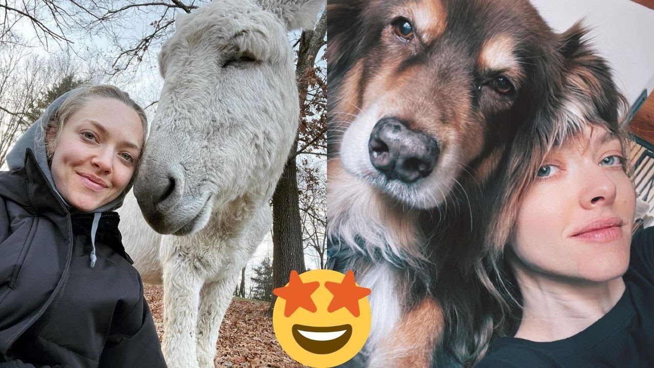 Funny Celebrity Pets | 😺🐶 Part 9: Amanda Seyfried's love for animals