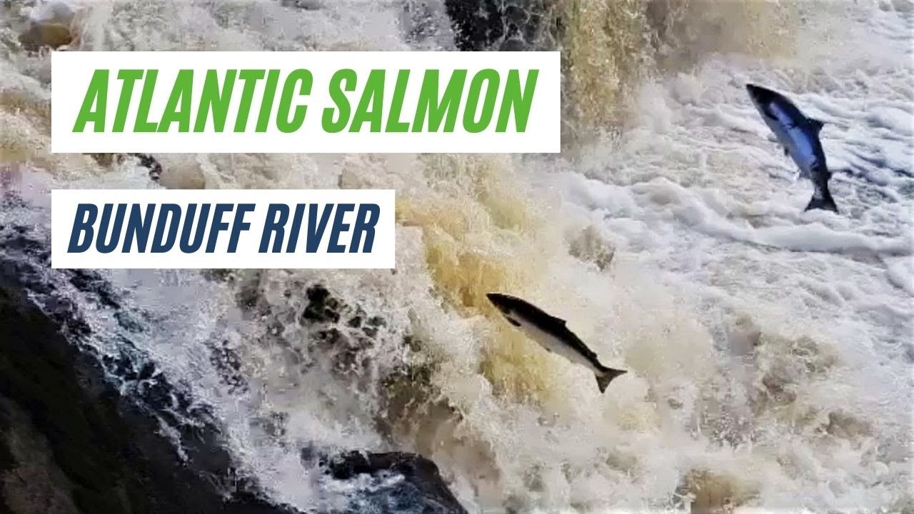 Atlantic Salmon Returning to the Bunduff River Co. Sligo and Co. Leitrim Ireland