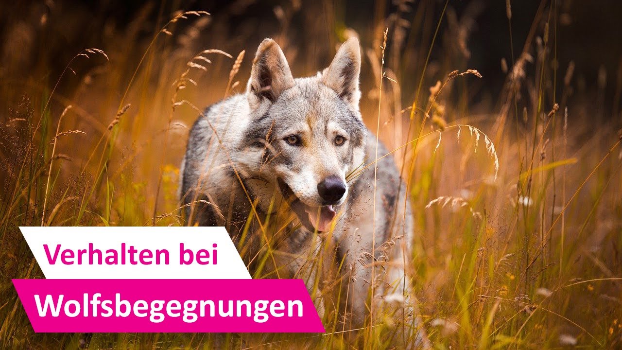 Wilde Wölfe in Deutschland 🐺 Wenn Hund und Wolf sich begegnen