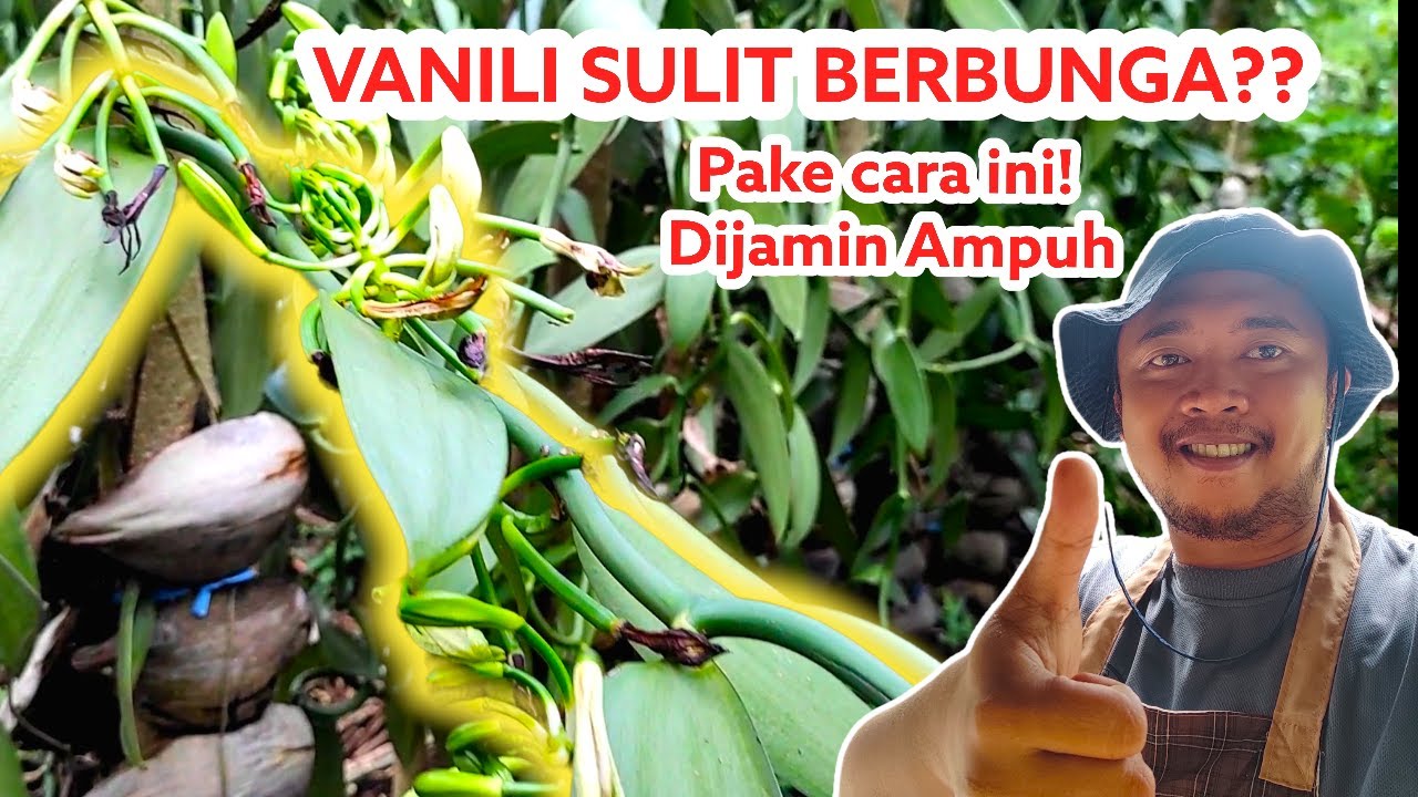 TANAM VANILI - CARA AMPUH ATASI VANILI SULIT KELUAR BUNGA